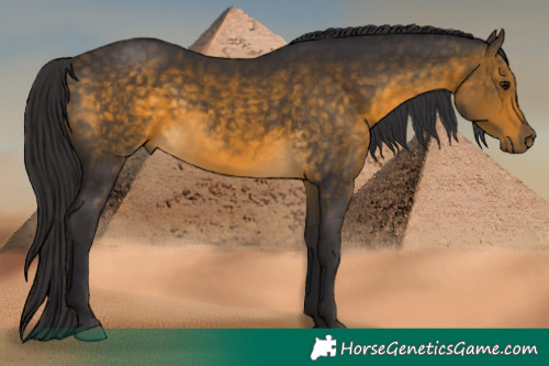Horse Color:Buckskin 