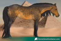Horse Color:Buckskin 