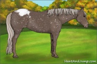 Horse Color:Silver Black Snowflake Varnish