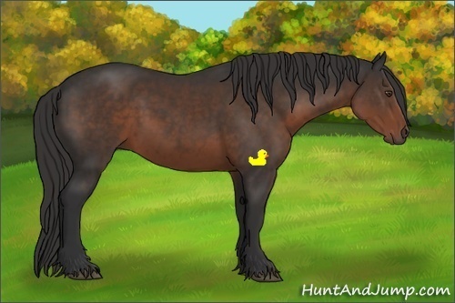 Horse Color:Liver Chestnut 