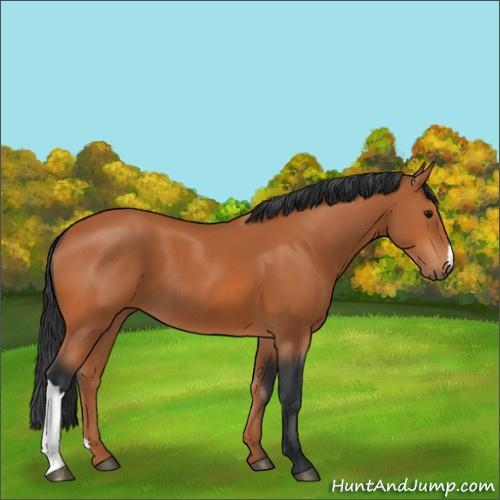 Horse Color:Bay 
