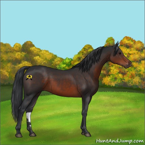 Horse Color:Brown 