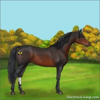 Horse Color:Brown 