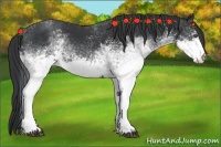 Horse Color:White Spotted Black 