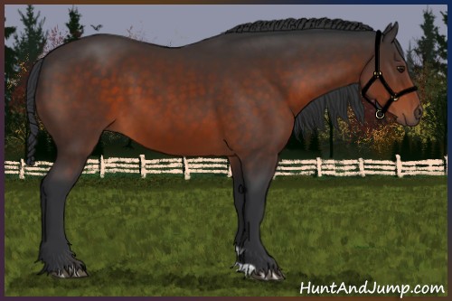 Horse Color:Brown 