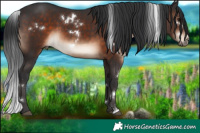 Horse Color:White Spotted Brown Sabino Rabicano