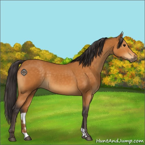 Horse Color:Buckskin 