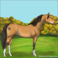 Horse Color:Buckskin 