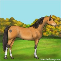 Horse Color:Buckskin 
