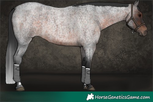 Horse Color:Brown Roan 