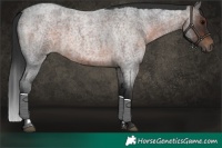 Horse Color:Brown Roan