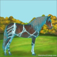 Horse Color:Thunderstruck Liver Chestnut 