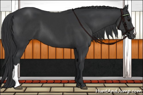 Horse Color:Black 