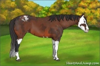 Horse Color:Brown Sabino Splash Appaloosa and Bay Sabino Splash Appaloosa