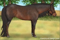 Horse Color:Liver Chestnut 
