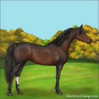 Horse Color:Liver Chestnut 