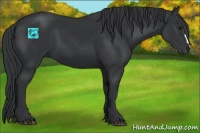 Horse Color:Black 