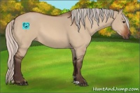 Horse Color:Silver Bay Dun 