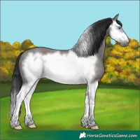 Horse Color:Platinum Grullo Roan Splash Frame 