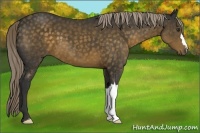 Horse Color:Chocolate Palomino 