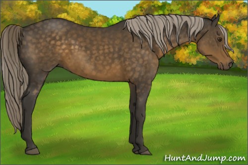 Horse Color:Chocolate Palomino