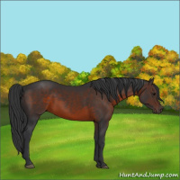 Horse Color:Brown 