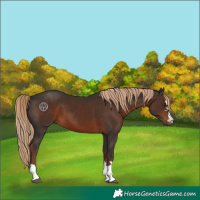 Horse Color:Liver Chestnut 