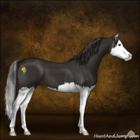 Horse Color:Liver Chestnut Splash 