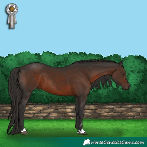 Horse Color:Liver Chestnut 