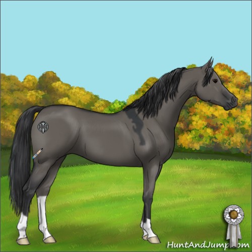 Horse Color:Grullo 