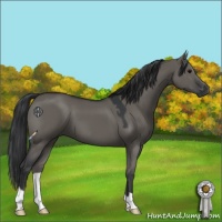 Horse Color:Grullo 