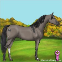 Horse Color:Grullo 