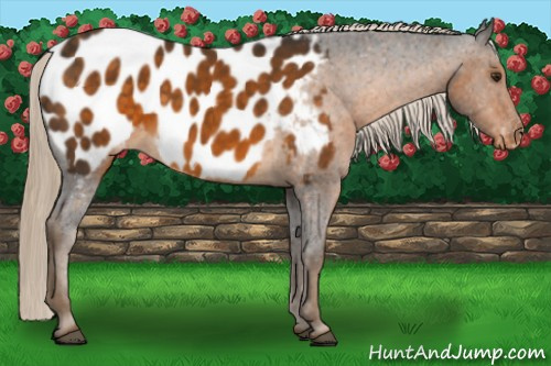 Horse Color:Chocolate Palomino Appaloosa 