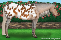 Horse Color:Chocolate Palomino Appaloosa 