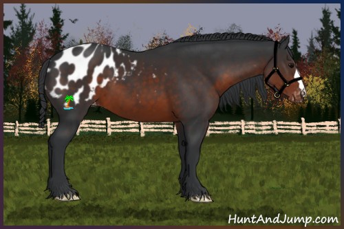 Horse Color:Brown Appaloosa 