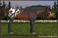 Horse Color:Brown Appaloosa 