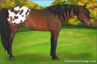 Horse Color:Bay Appaloosa