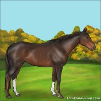 Horse Color:Liver Chestnut 