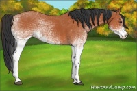 Horse Color:White Spotted Bay 
