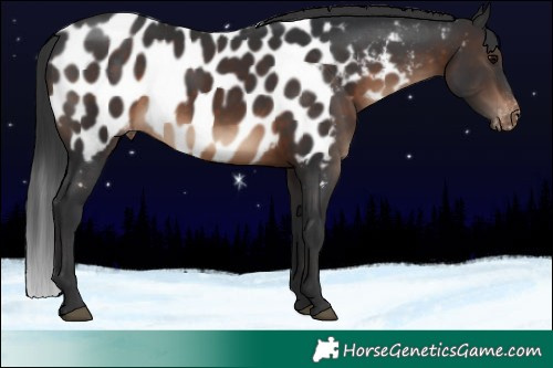 Horse Color:Brown Appaloosa