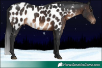Horse Color:Brown Near Leopard