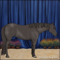 Horse Color:Smoky Black 