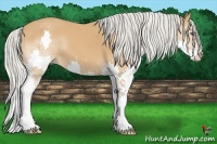 Horse Color:Silver Bay Splash 