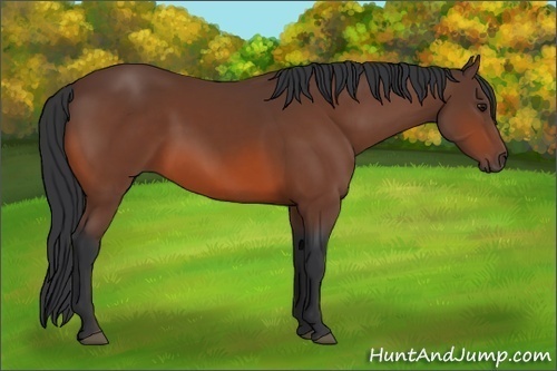 Horse Color:Bay 