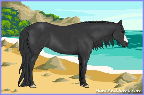 Horse Color:Black 