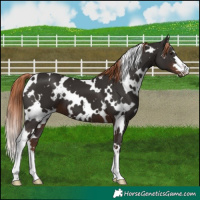 Horse Color:White Spotted Liver Chestnut 