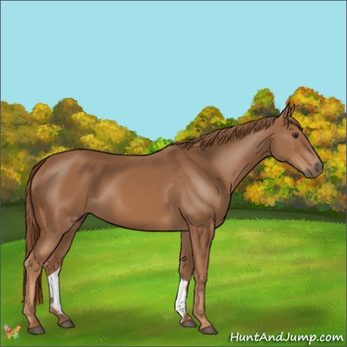 Horse Color:Chestnut 