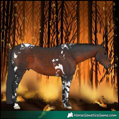 Horse Color:Brown Tobiano 