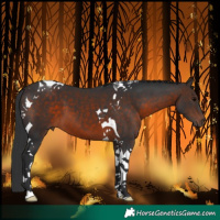 Horse Color:Brown Tobiano 