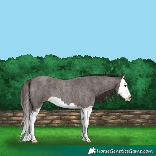 Horse Color:Liver Red Roan Sabino Splash